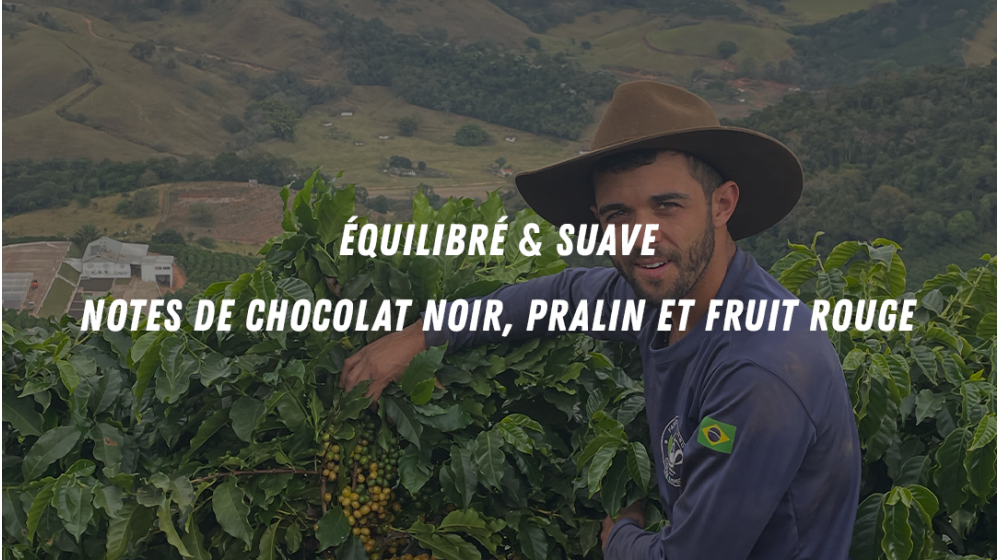Café de spécialité du Brésil en direct trade, de la coopérative Cocarive et de la ferme Baixadao