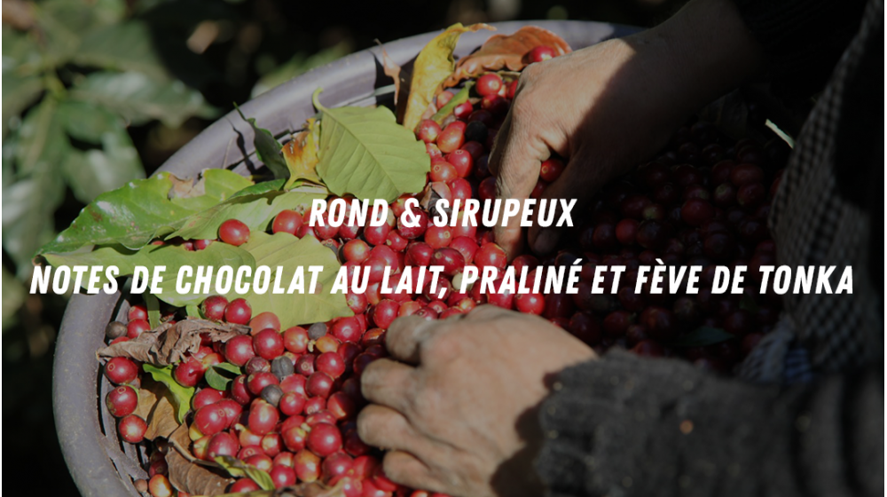 Guatemala BIO, Café Mokxa.