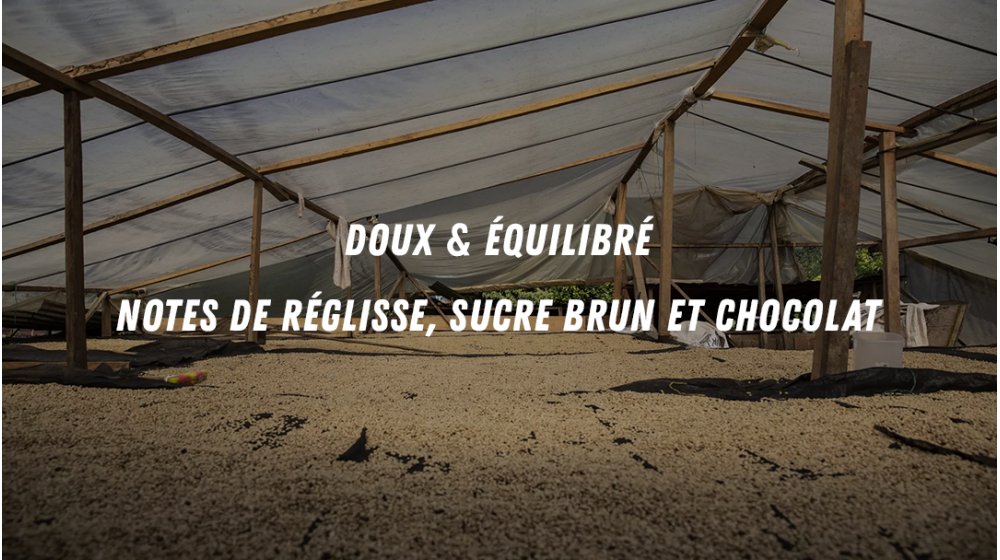 Café de spécialité décaféiné de Colombie