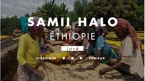 Café de spécialité d'Éthiopie Samii Halo