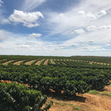 Rio Brilhante - Café du Brésil