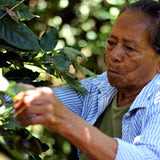 Ceiba - Café du Honduras BIO