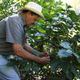 Ceiba - Café du Honduras BIO