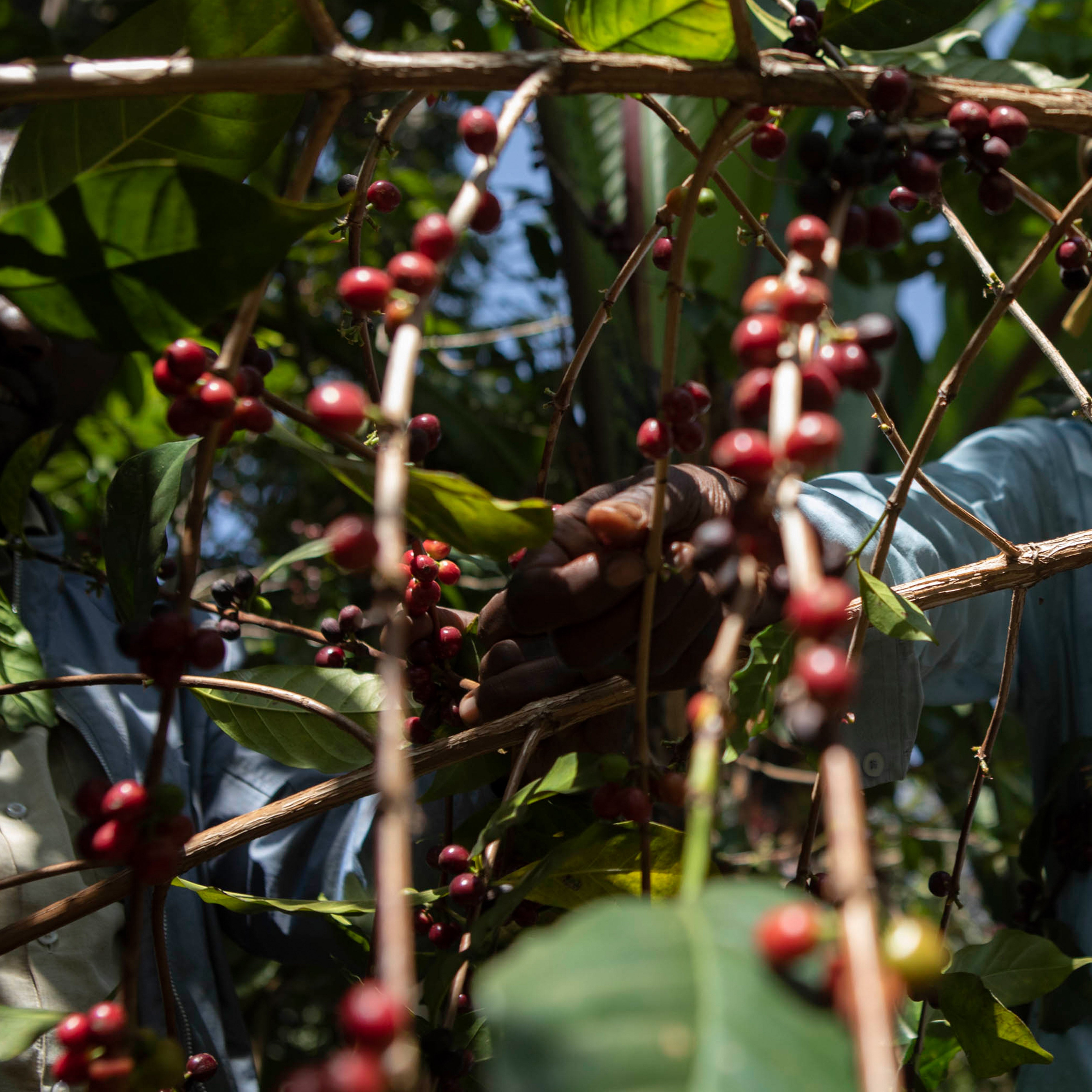 Chelchele - Café d'Éthiopie