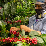 La Reserva - Café de Colombie
