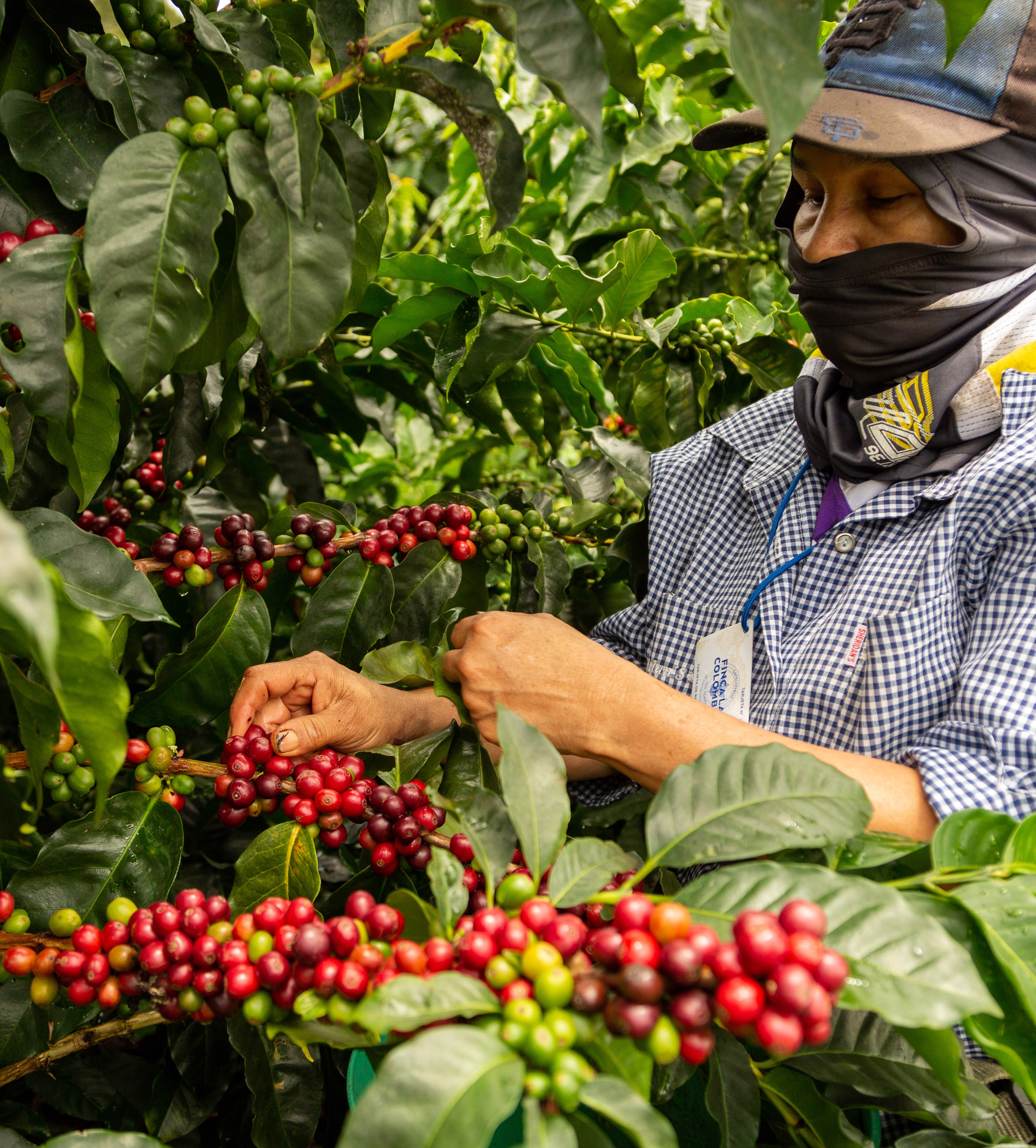 La Reserva - Café de Colombie