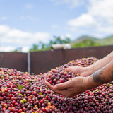 Finca Toñita - Café du Costa Rica