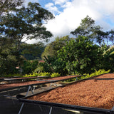 Higueronal - Café de Costa Rica