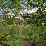 El Nano - Café du Salvador