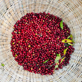 Gerba Dogo - Café d'Éthiopie