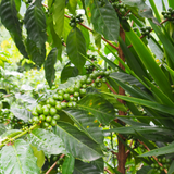 Santa Rosa - Café du Guatemala BIO