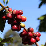Los Volcanes - Café du Guatemala BIO