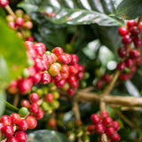 Los Lirios - Café du Nicaragua BIO